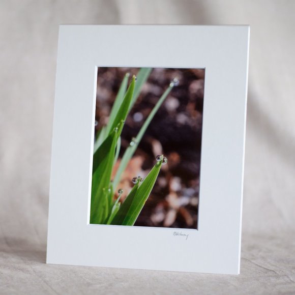 "Iris Leaves With Rain Drops" 5x7 Photography Print - Picture 1 of 3